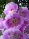 Foxglove