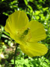 Yellow Poppy