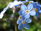 Forget-me-not