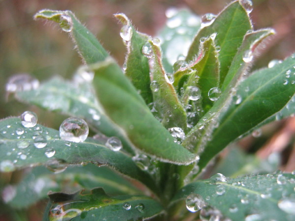 Dew drops