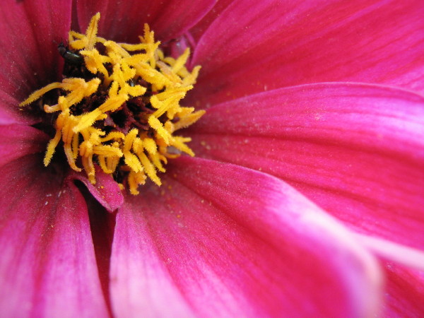 Pink Cosmos