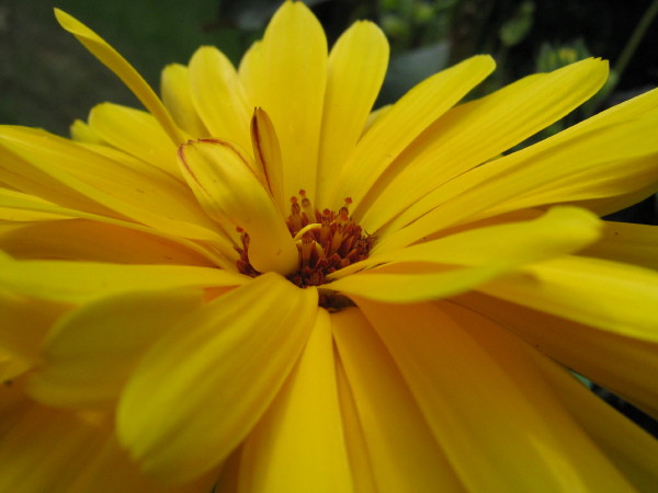 Yellow Marigold