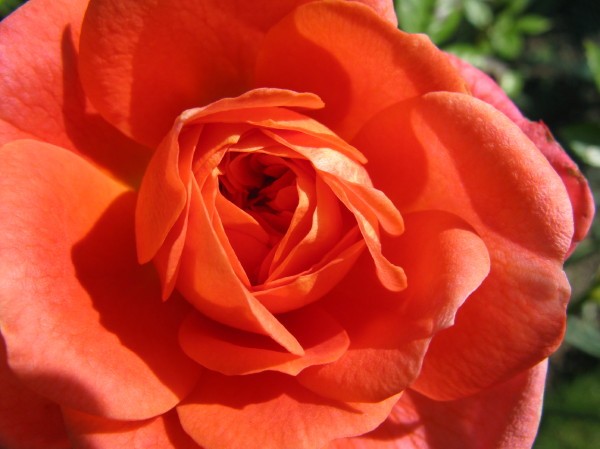 Orange Rose