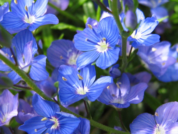 Blue Speedwell