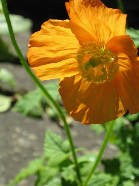 Orange Poppy