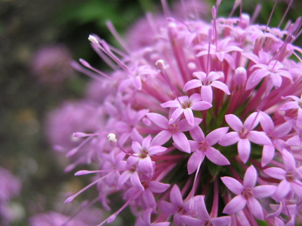 Pink Allium