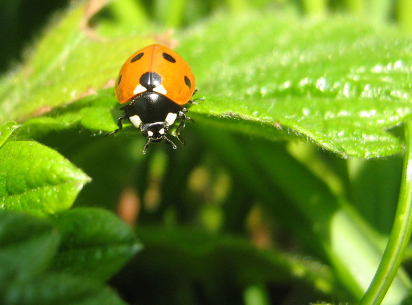 Ladybird